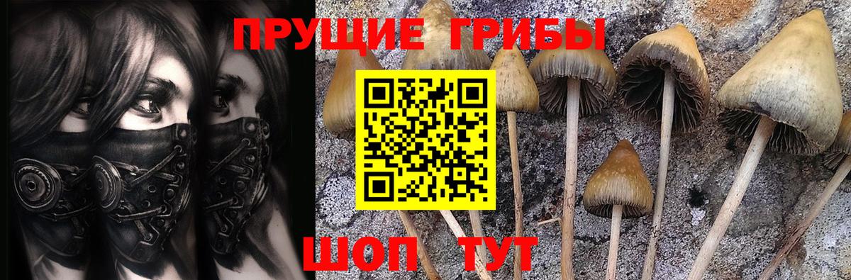 Галлюциногенные грибы Cubensis Псков